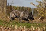 BOUVIER DES ARDENNES 285
